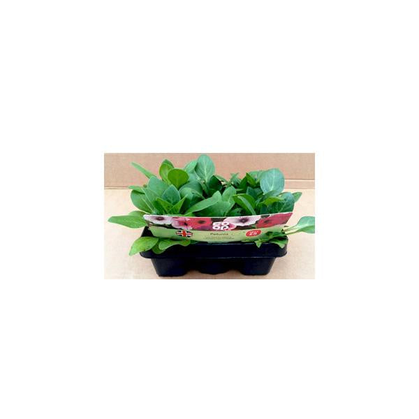 Co-Op Petunia Plants 6 Pack*