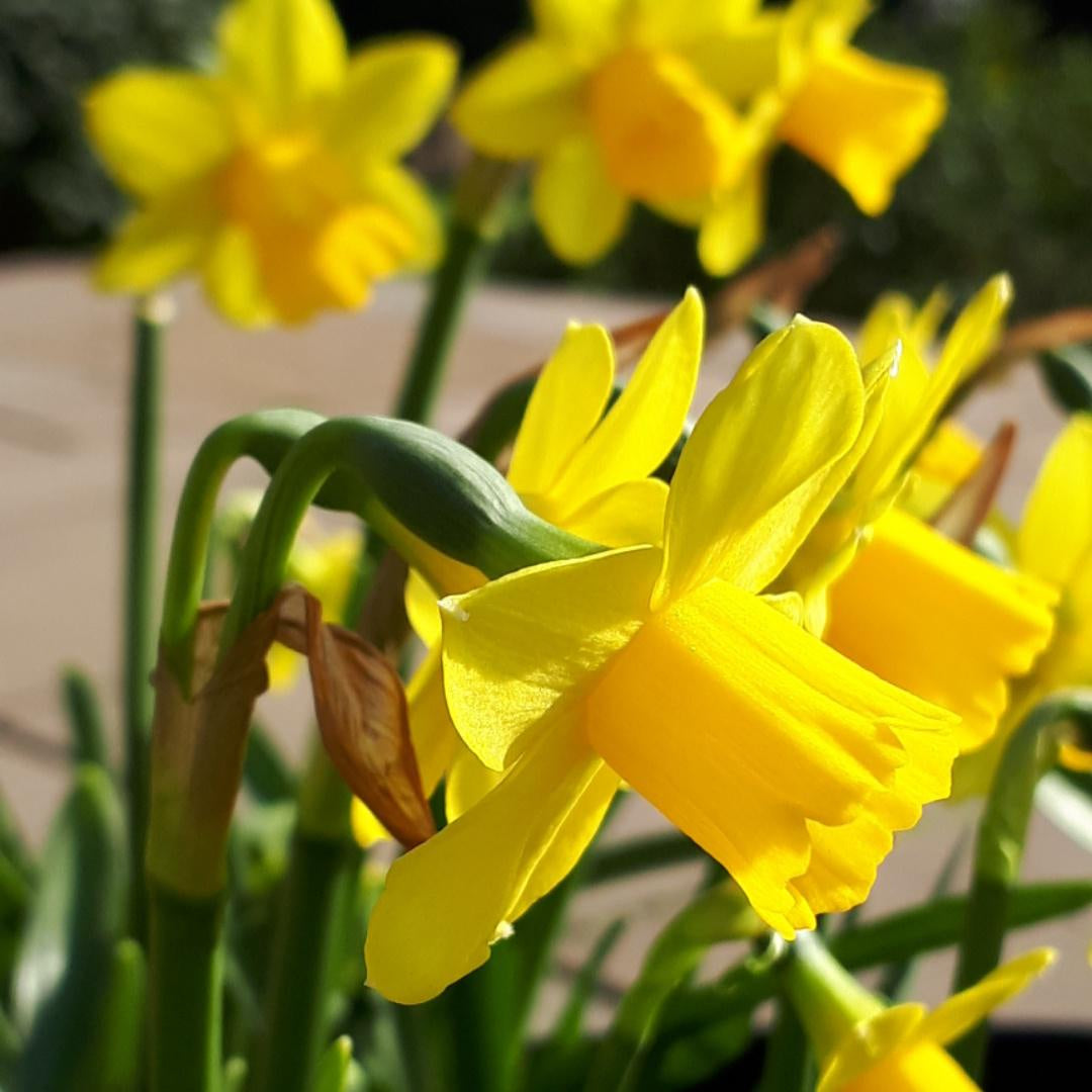 Daffodils*