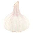 Co Op Loose Garlic (single)