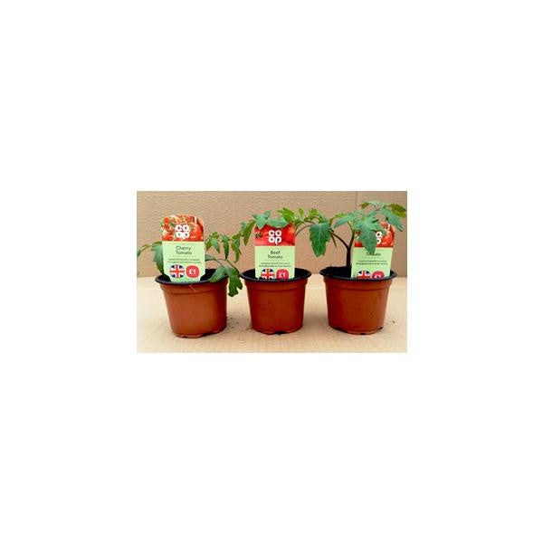 Co Op Tomato Plant 9cm*