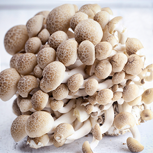 Mushroom Shimeji  each