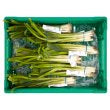 Heritage Spring Onions Bunch